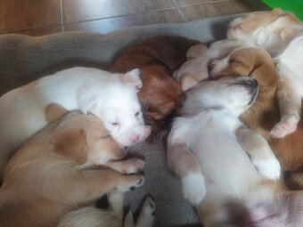 Štěňátka křížence MOMENTÁLNĚ VŠICHNI REZERVOVÁNI - 9