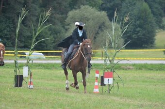 Český teplokrevník - 9