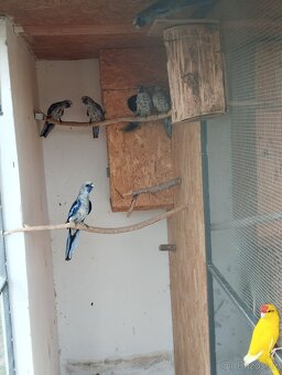 Prodám rozely, papousky nádherné - 9