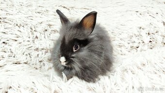 Zakrslý králík, králíček- HOLLY - 9