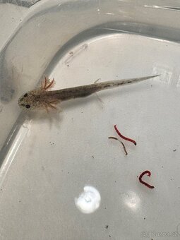 Axolotl mexický - vodní dráček - 9