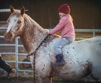 Připouštění Appaloosa - 9