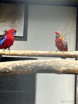 Kakarici,korela,andulka,penant - 9