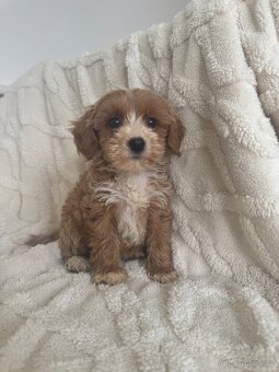 Cavapoo s pp/ registrací - 9
