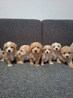 Maltipoo - 9
