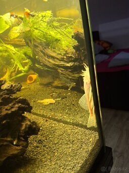 Prodám paví očka, ancitrusy a krevetky - 9