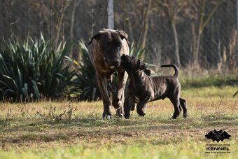 Uruguayský Cimarron - TOP pejsek na výstavy v ČR - 9