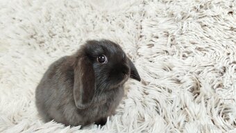 Zakrslý beránek, králíček, králík - ELLA - 9