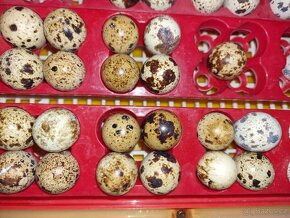 Křepelky japonské - 9