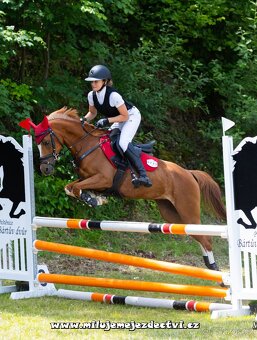 Sportovní pony klisna - 9