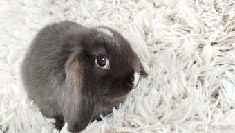 Zakrslý beránek, králíček, králík - DENIS - 9