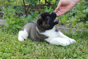 Americká Akita - American Akita - 9