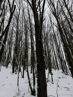 Prodám lesní pozemky v k.ú. Petřkovice u Starého Jičína - 9