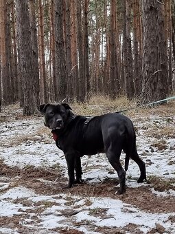 GORA K ADOPCI - něžné plaché zlatíčko - 9