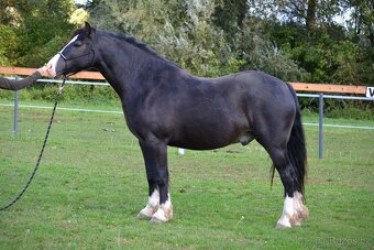 Osmiletý valach welsh cob D - 9