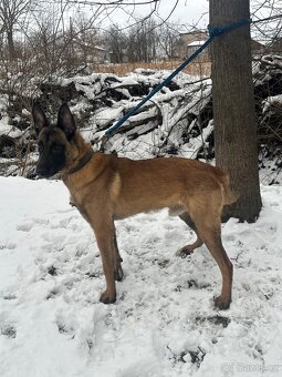 Belgický ovčák Malinois - 9