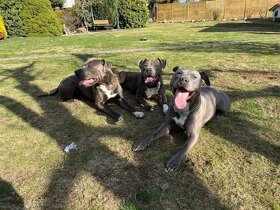 Americký štafordšírský teriér - 9