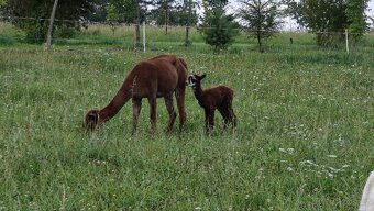 Rezervace alpaciho samecka - 9