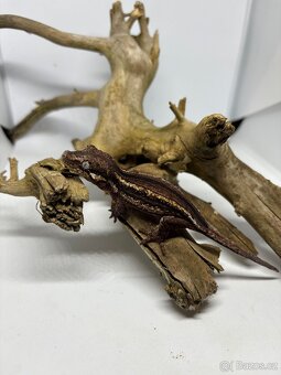 Rhacodactylus auriculatus - 9