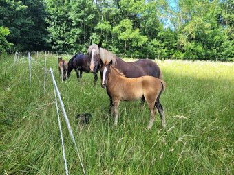Welsh Cob C, Welsh pony - 9