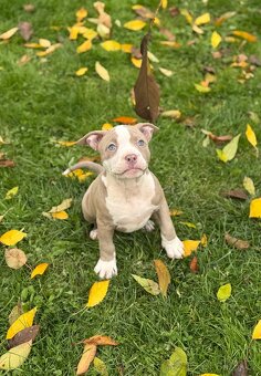 American Bully Classic / standard - 9