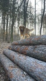Chovný Zlatý Retriever s PP ke krytí - 9