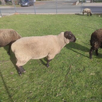 Sufolk 2 barany, 2 ovce Zwartbles - 9