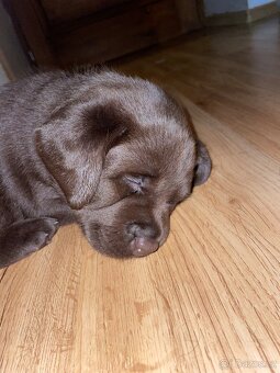 Čokoládová štěňátka labradorského retrívra s PP - 9