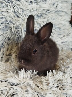 Zakrslý krátkouchý - 9