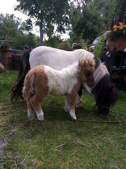 Shetland pony - 9