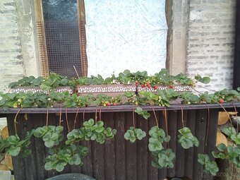 Domácí bio zavařeniny,džemy,marmelády sirupy-letošní - 9