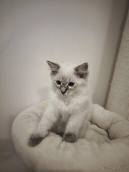 Ragdoll kocourek blue lynx s pp - 9