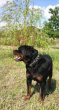 Rotvajler, rottweiler, RTW s PP – KE KRYTÍ - 9