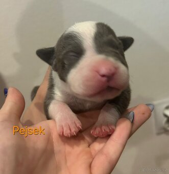 American Bully XL - štěňata - rezervace - 9