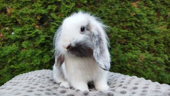 Zakrslý beránek, králíček, králík - MOLLY - 9