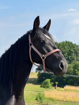 Mladá černá klisna - 9