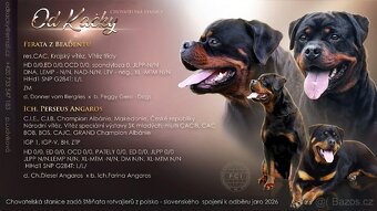 rotvajler - štěňata - 9