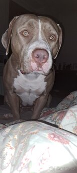 American Bully XL ŠTĚŇATA K ODBĚRU - 9