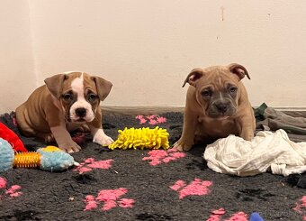🐾 American Bully Pocket – štěňata na prodej 🐾 - 9