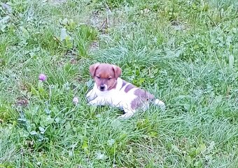 Jack russell terier krásná hnědobílá fenka na odběr - 9