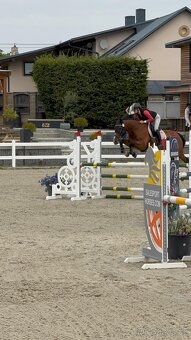 Kobyla do chovu a sportu - 9