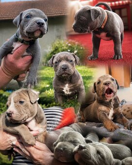 American bully XL - 9