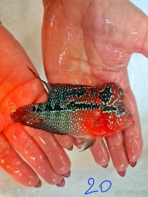 Flowerhorn Super red Dragon.. - 9