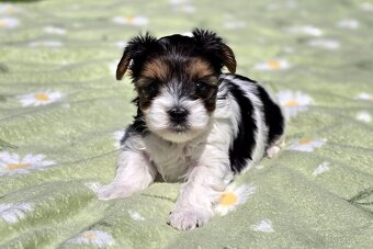 Biewer terrier fenka s PP - 9