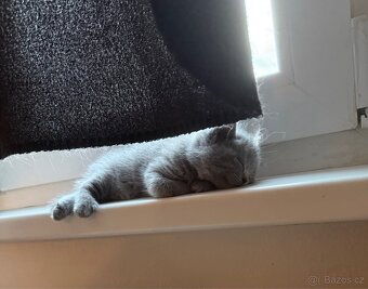 Naše první britská gaučácká koťátka 🐾💙 - 9