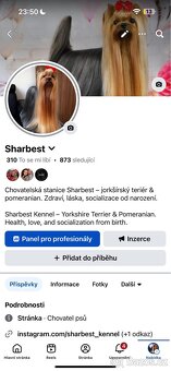 Jorkšírsky teriér s PP FCI, pejsek - 9