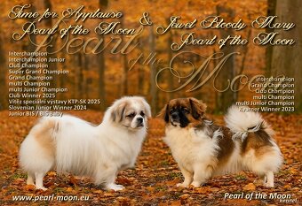 Tibetský španěl particolor - 9