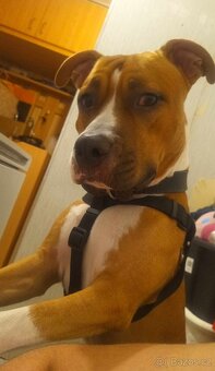 Nabízím krytí Amstaff s PP bez uchovnění - 9