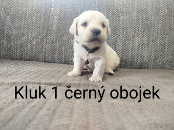Zlatý retrívr / retriever - 9