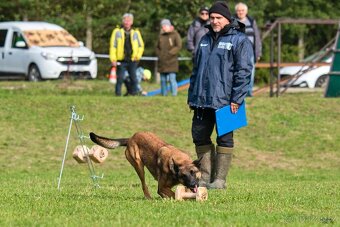 Štěňata Belgický ovčák malinois s PP - pracovní spojení - 9